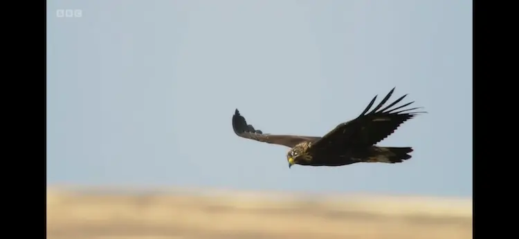 European golden eagle (Aquila chrysaetos chrysaetos) as shown in Wild Isles - Grasslands